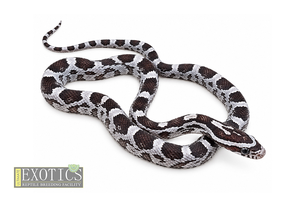 Anerythristic Corn Snake