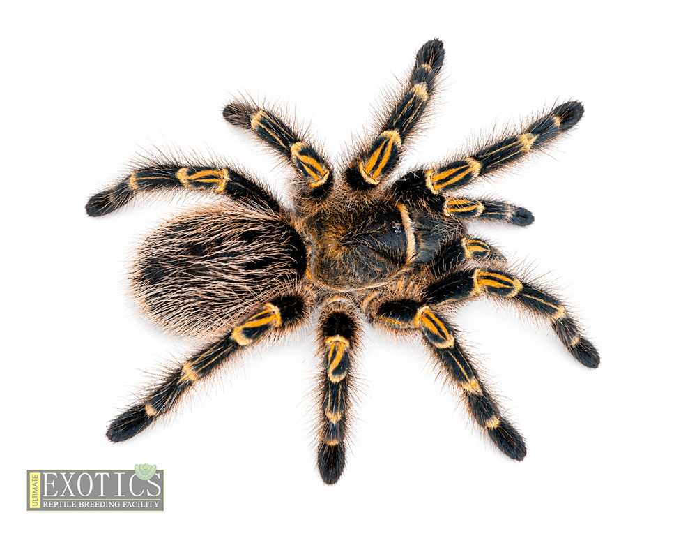 Chaco Golden Knee (Grammostola pulchripes)