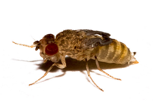 Flightless Fruit Fly Starter Culture - Image 2