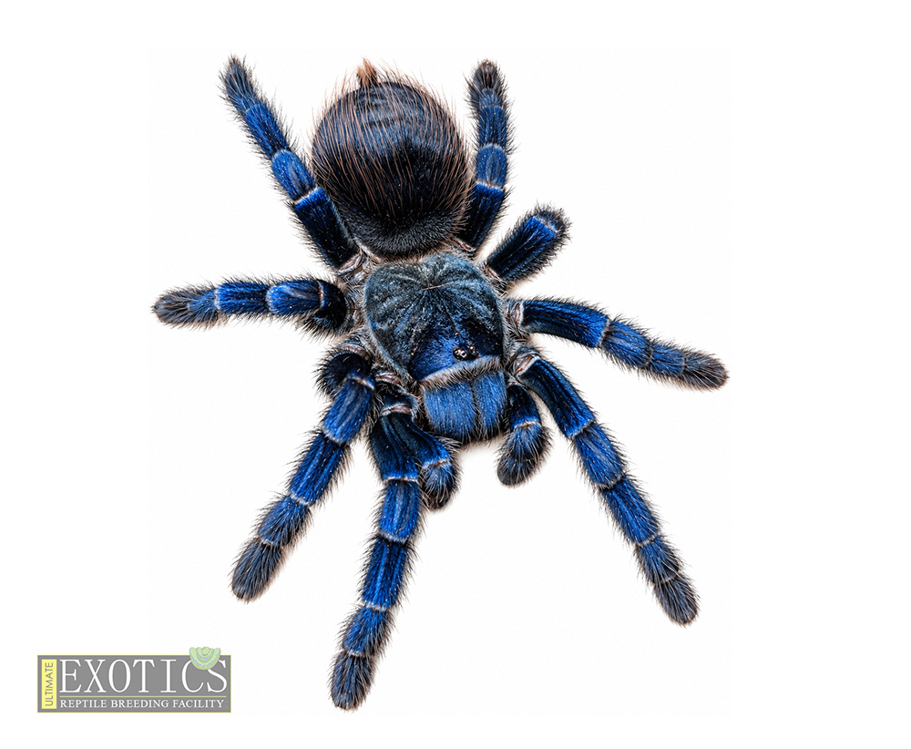 Brazilian Blue (Pterinopelma sazimai)