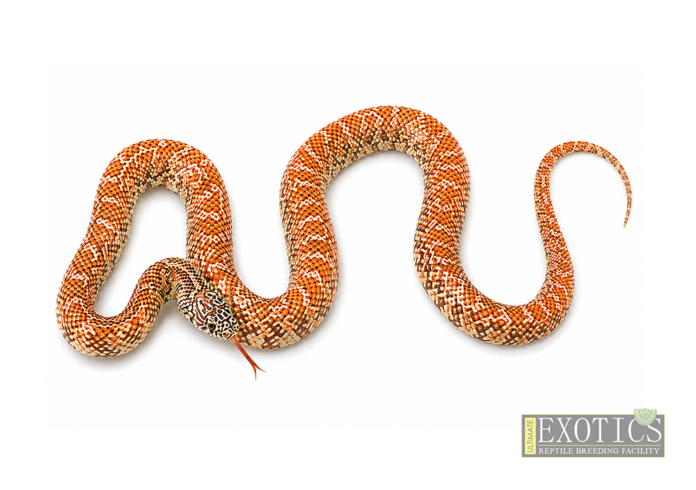 Hypo Florida Kingsnake