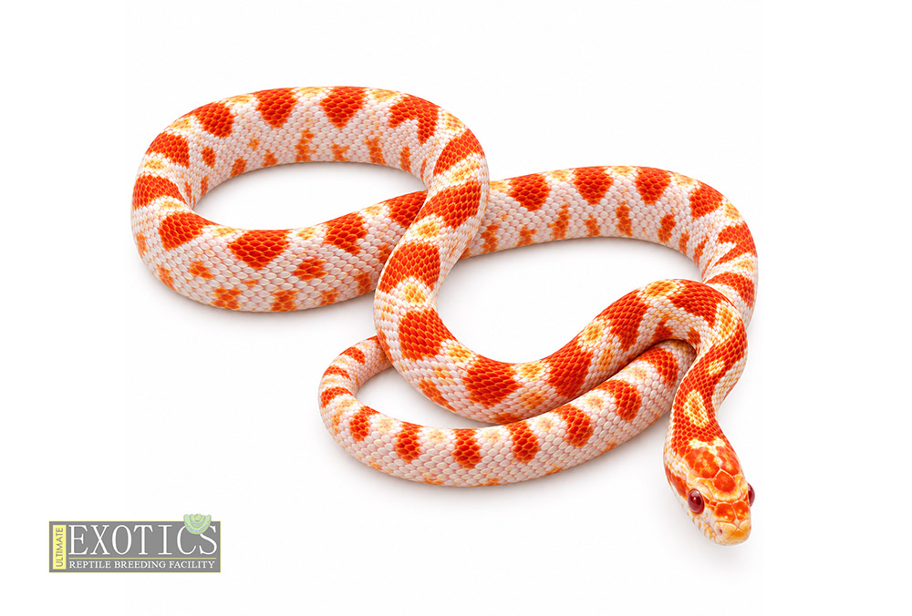 Albino Corn Snake
