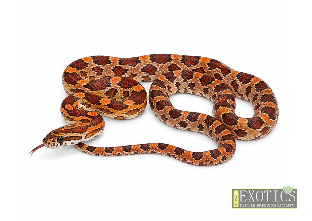 Normal Corn Snake