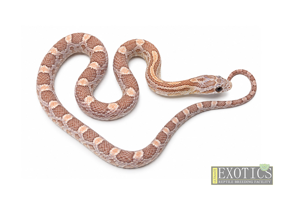 Hypo Lavender Corn Snake
