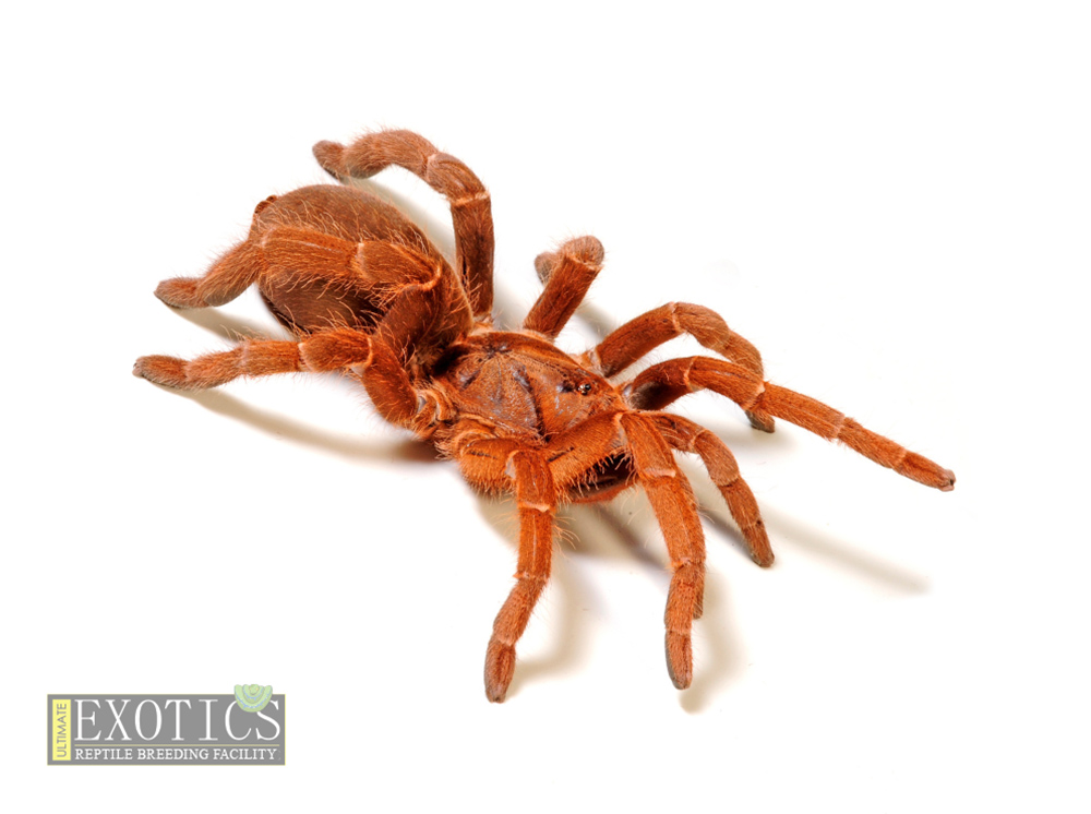 Asian Fawn Tarantula (Chilobrachys huahini)