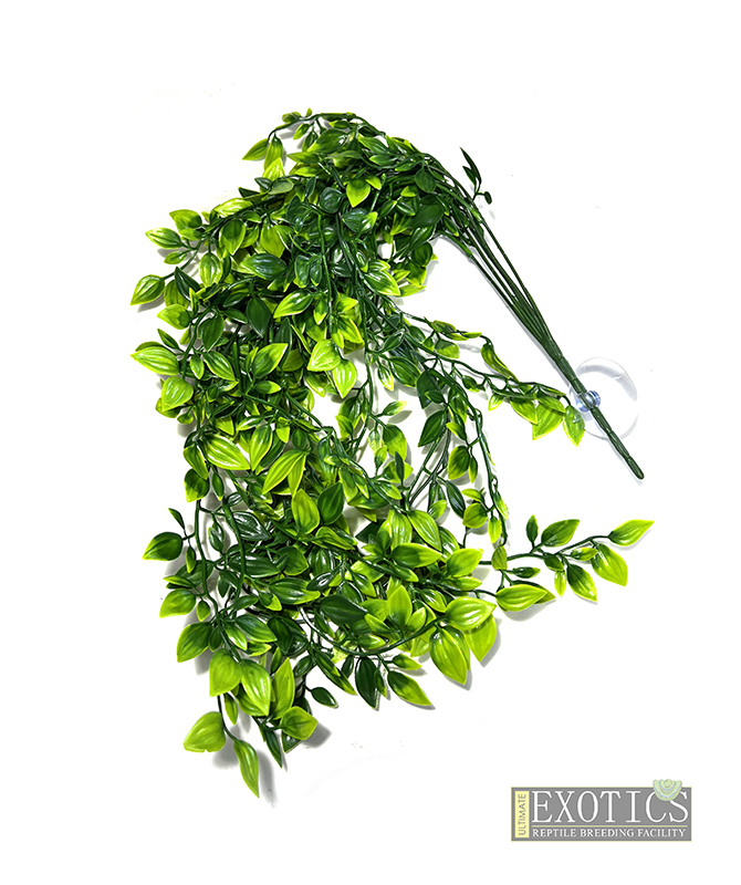 Hanging Plants 1