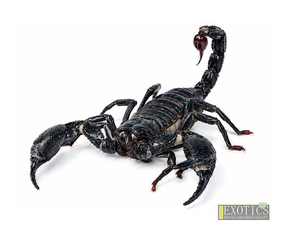 Red Clawed Scorpion (Pandinus cavimanus)
