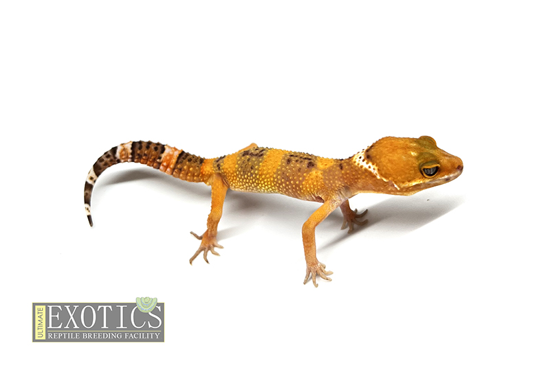 Super Hypo Blood Tangerine Male