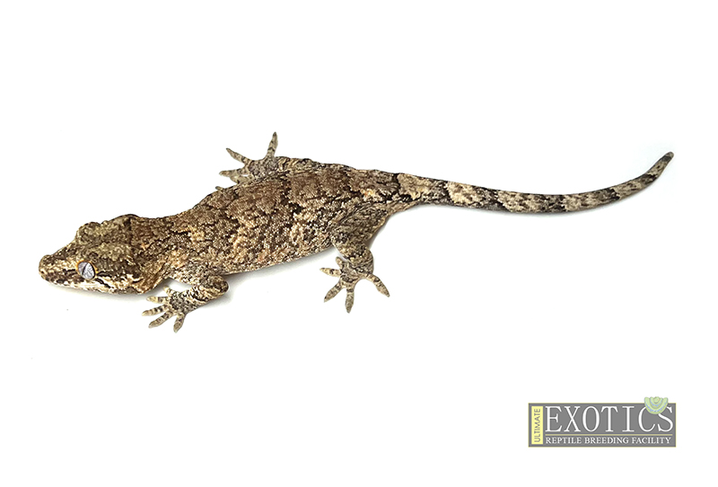 Gargoyle Gecko Reticulated