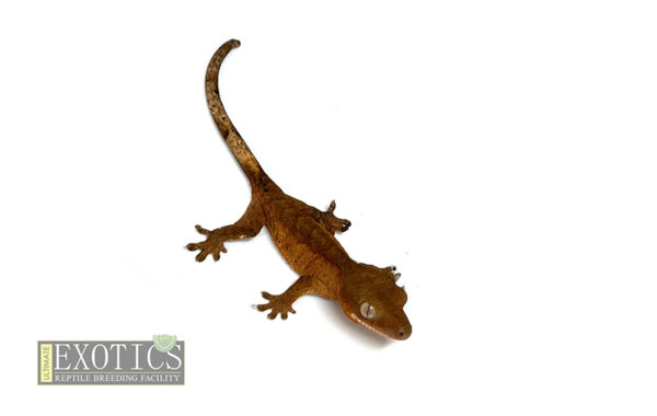 Red Patternless Crested Gecko – Ultimate Exotics