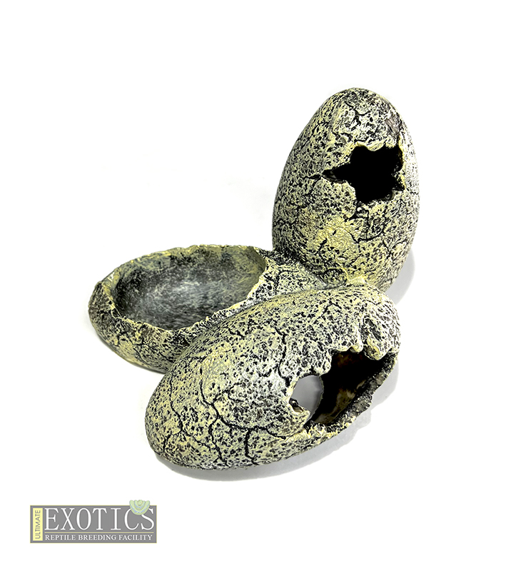Dinosaur Eggs