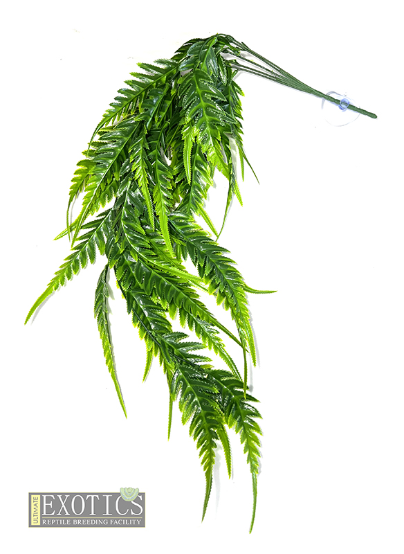 Hanging Plants 3
