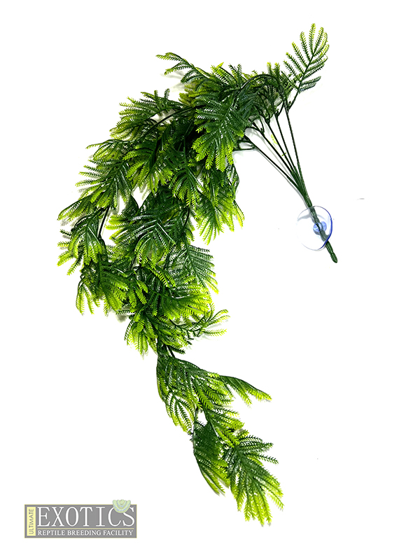 Hanging Plants 4