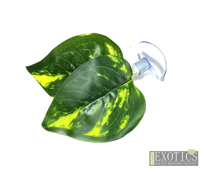 Suction Cup Leaves