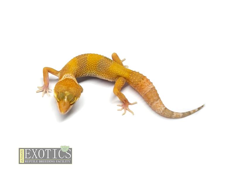 Blood Tremper Sunglow Female