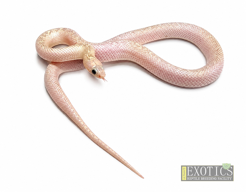 Hypo White Sided Florida Kingsnake