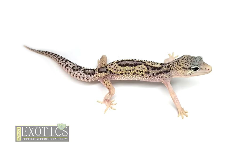 Mac Snow Eclipse Female