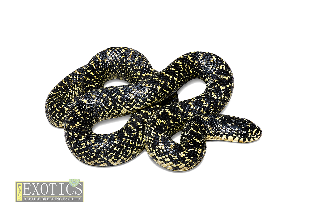 Speckled Kingsnake (Lampropeltis holbrooki)