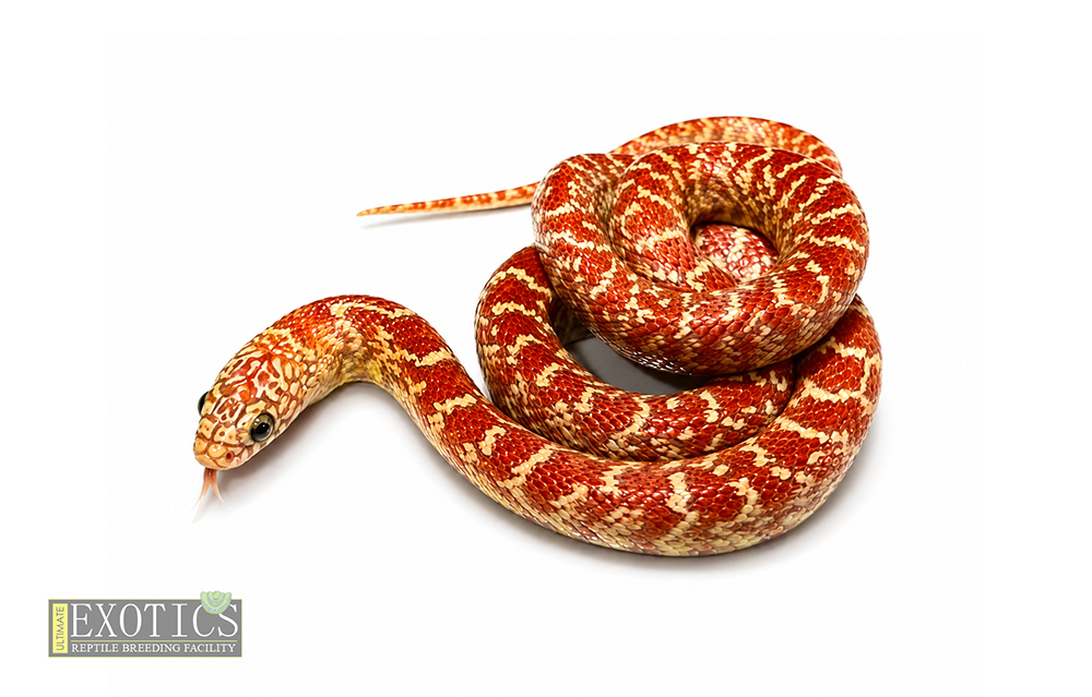 T-Albino Hypo Florida Kingsnake