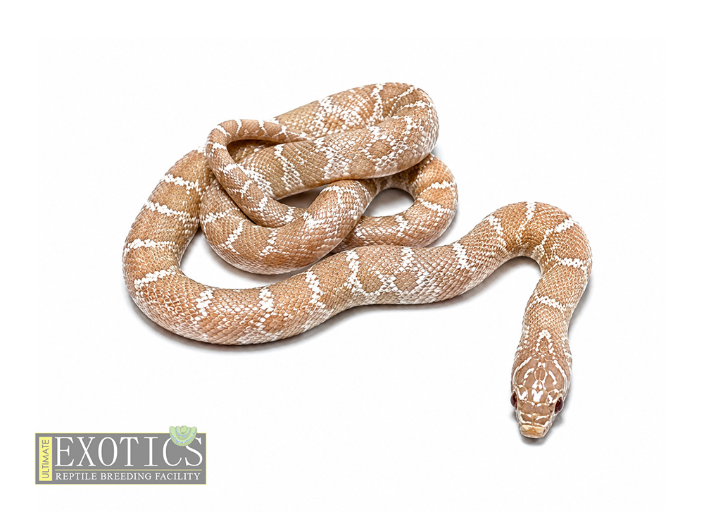 T+ Snow Florida Kingsnake