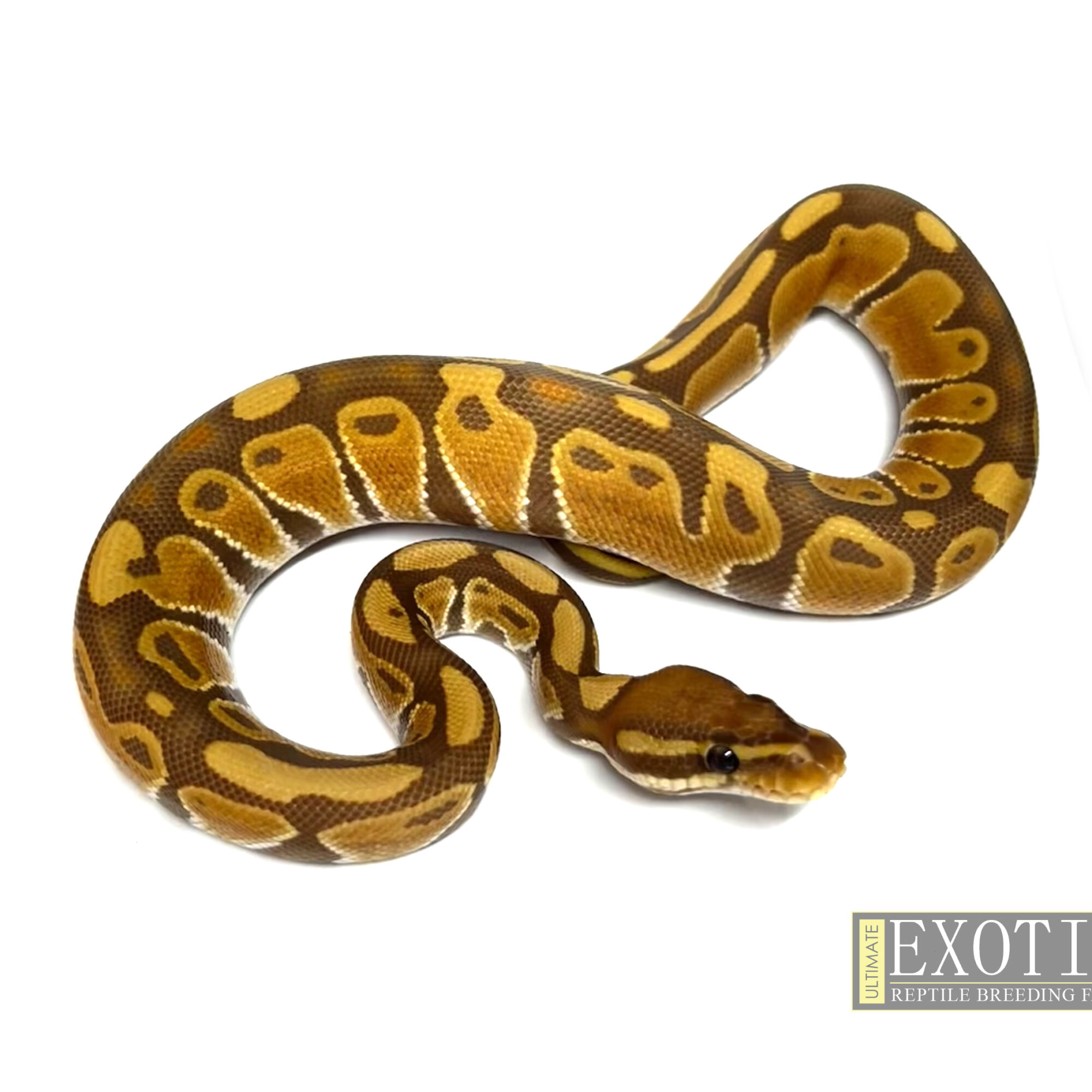 Ultramel Male ♂