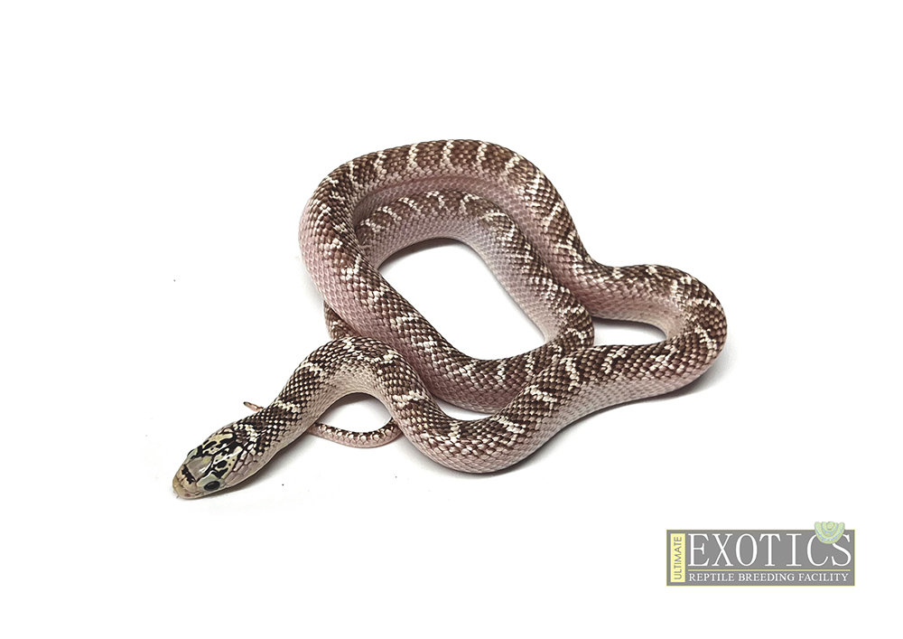 White Sided Florida Kingsnake 100% Het Hypo