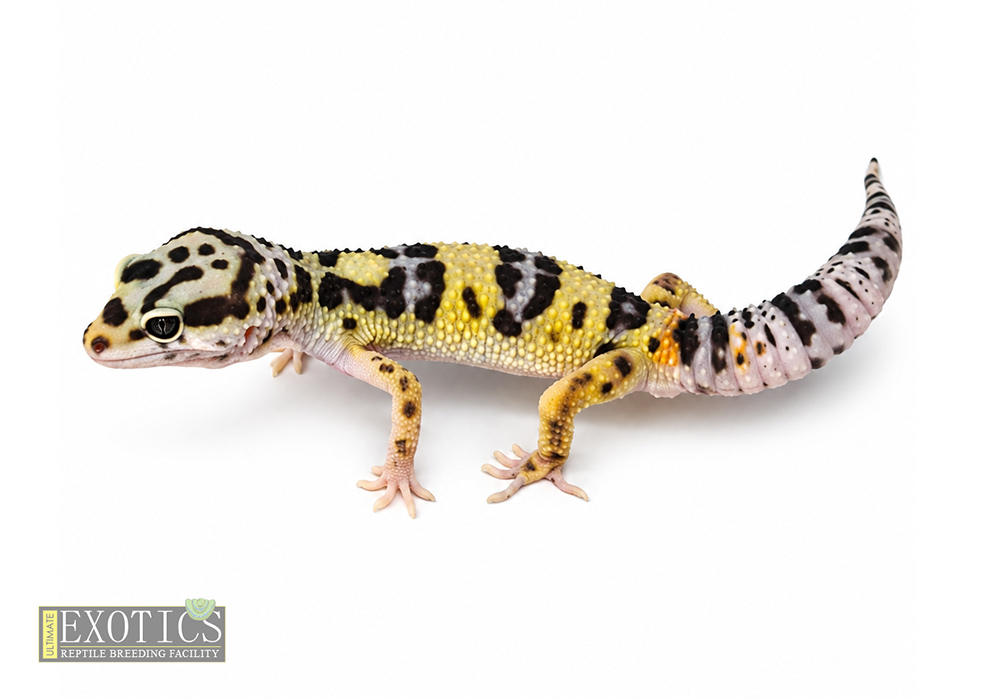 Bold Male 2