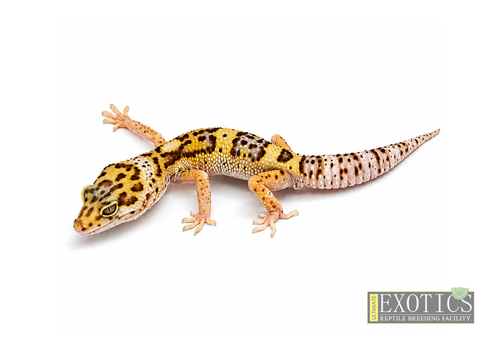 Chocolate Bell Albino Male
