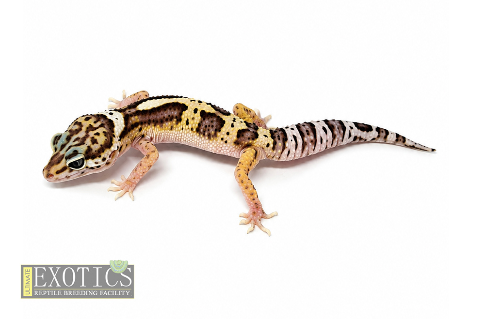 Eclipse Female