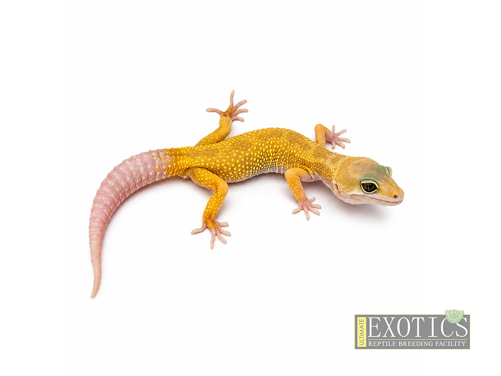 Patternless Male