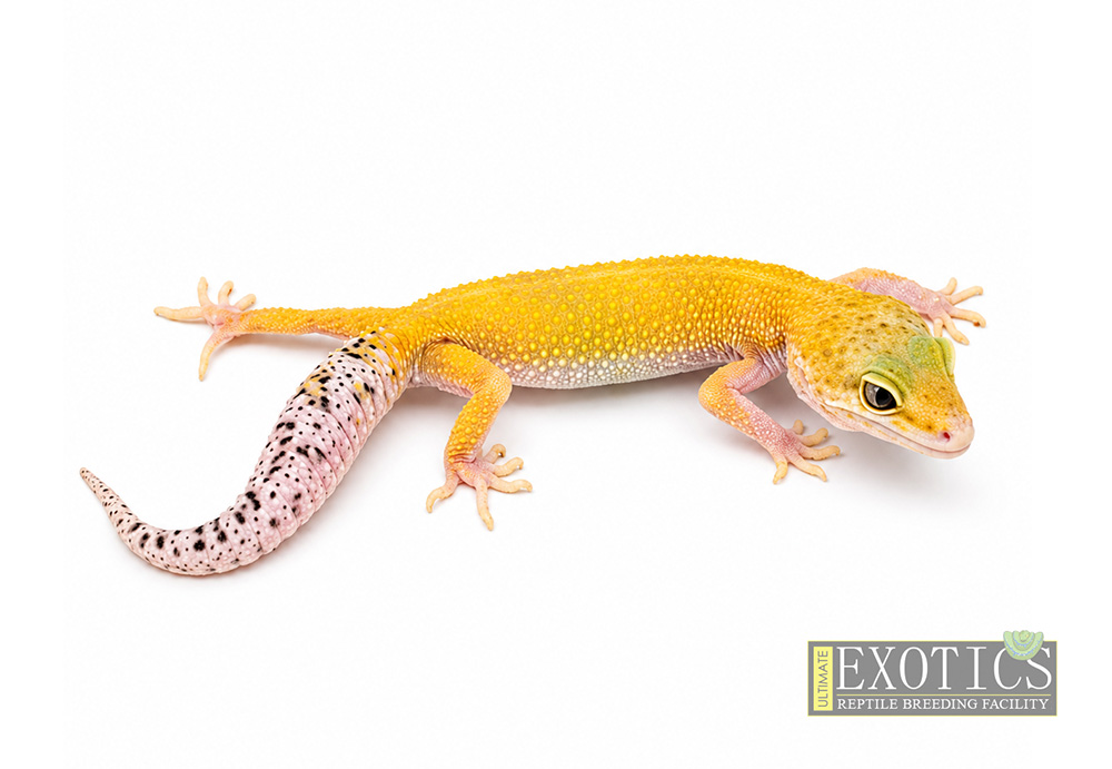 Super Hypo Eclipse Female