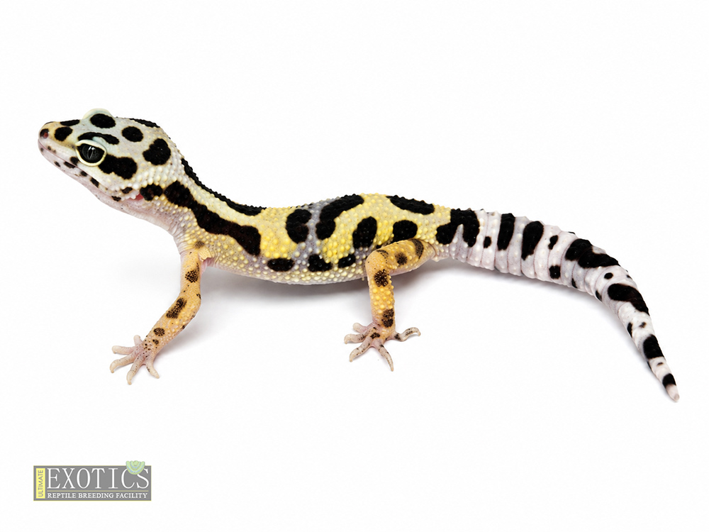 Bold Male