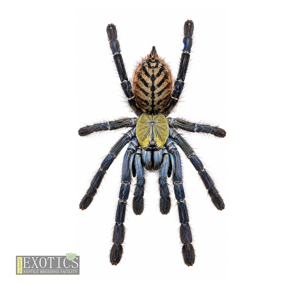 Akcaya Earth Tiger (Phormingochilus sp. "Akcaya")