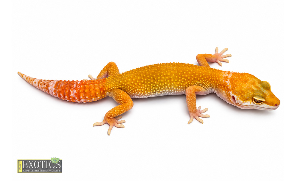 Blood Tremper Sunglow Female