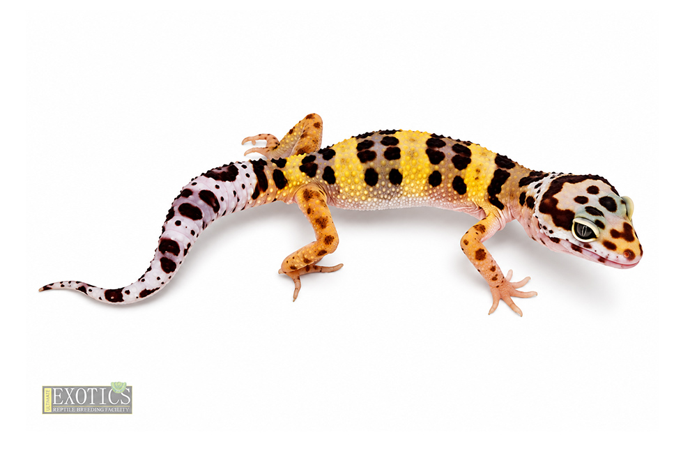 Bold Male