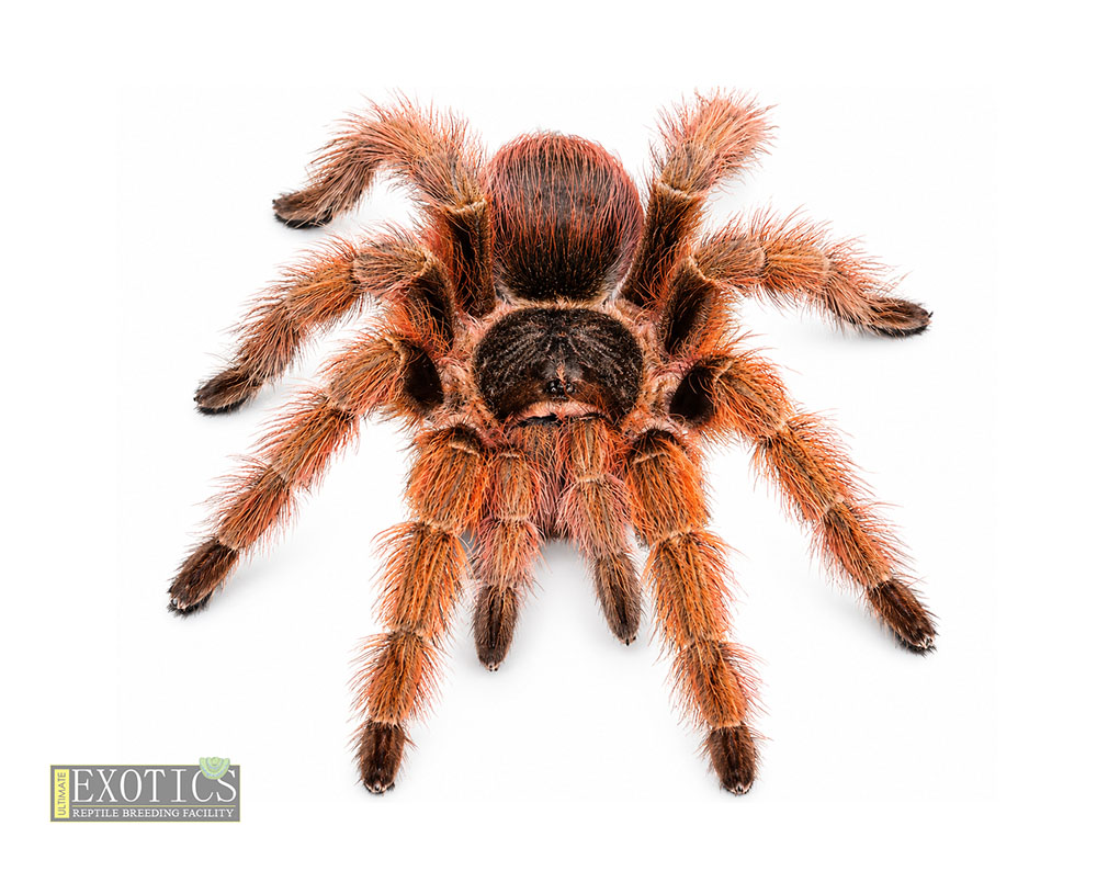 Brazilian Red Tarantula (Nhandu carapoensis)