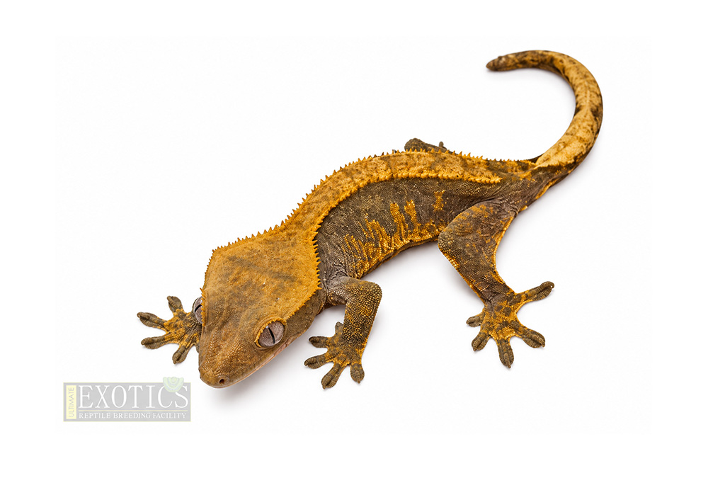 Harlequin Crested Gecko Female