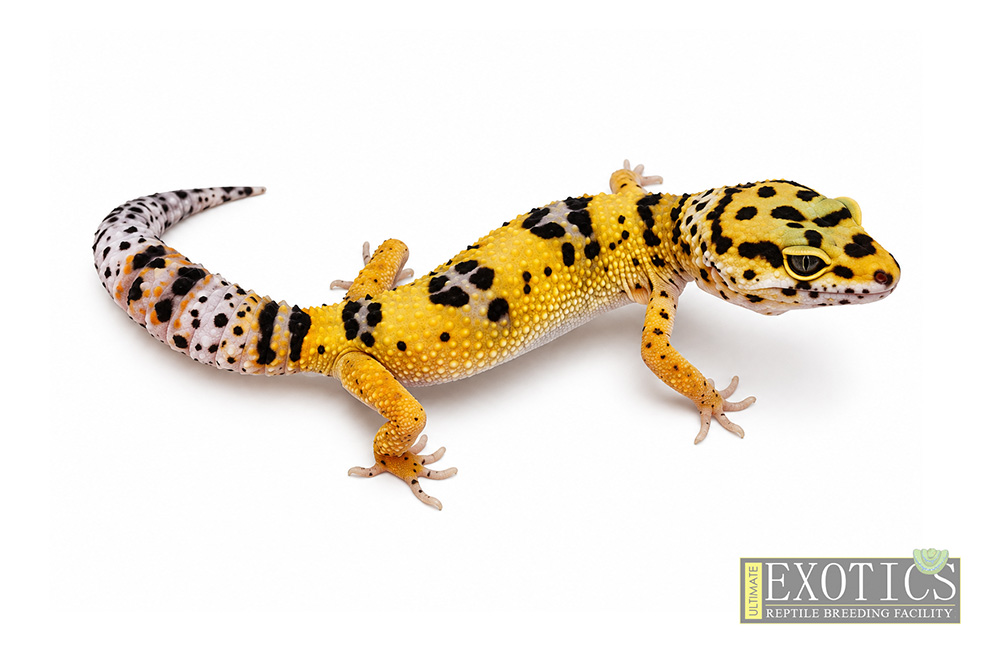 High Yellow Bold Female