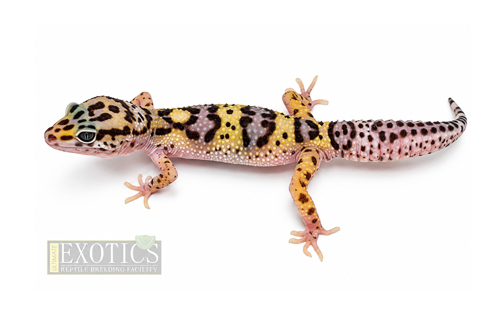 High Yellow Female
