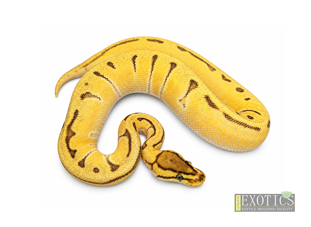 Enchi OD Fire Pinstripe ♀