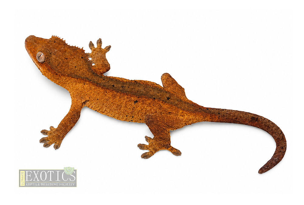 Orange Dalmatian Crested Gecko Female