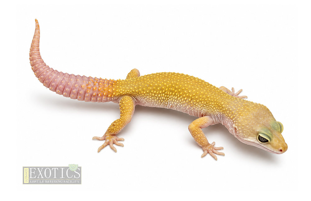 Patternless Male