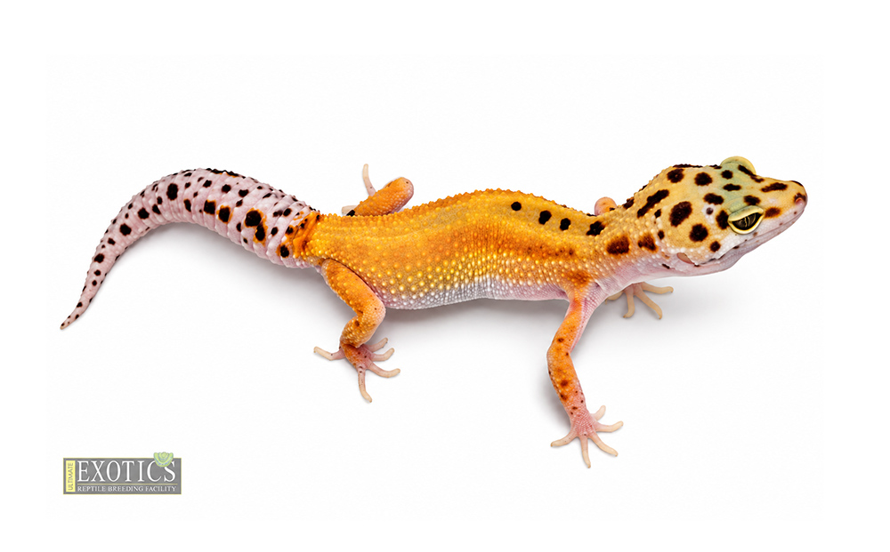 Red Stripe Female